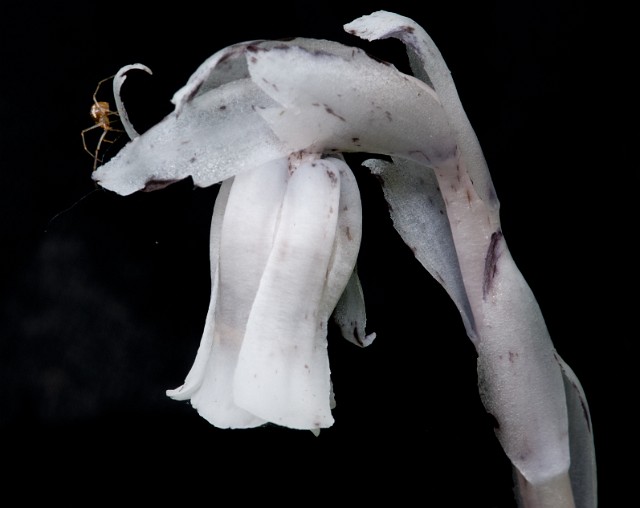 Monotropa uniflora - Indian Pipe .jpg